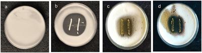 Antifungal activity of probiotic strain Lactiplantibacillus plantarum MYSN7 against Trichophyton tonsurans